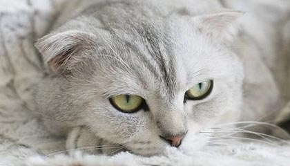 别再靠感觉了：把91在线当工具用：避坑清单做好，体验直接翻倍（一条讲透）